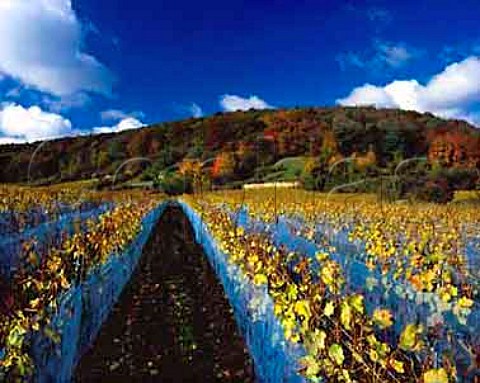 Nylon netting protects Riesling grapes from the   birds as they become shrivelled by botrytis in early   November in the Ungeheuer vineyard Forst Pfalz   Germany Grosslage Mariengarten