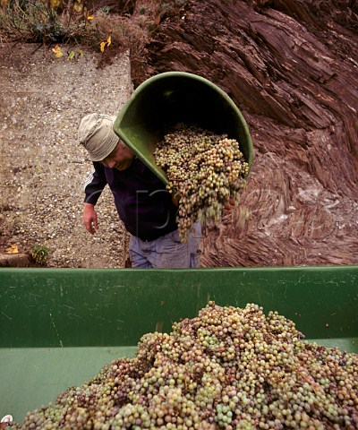 Harvesting Riesling grapes in early November for  Weingut Moselschild in the Wrzgarten vineyard at  rzig Germany    Mosel