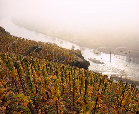 A misty November morning amidst the Riesling vines  in the Wrzgarten vineyard above the Mosel River at rzig Germany    Mosel
