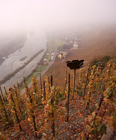 A misty November morning amidst the Riesling vines  in the Wrzgarten vineyard above the Mosel at rzig Germany    Mosel