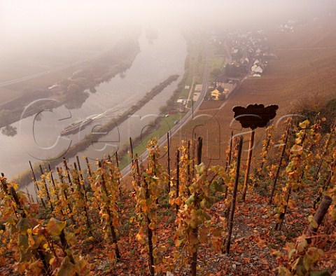 A misty autumn morning amidst the Riesling vines in the Wrzgarten vineyard above the Mosel rzig Germany Mosel