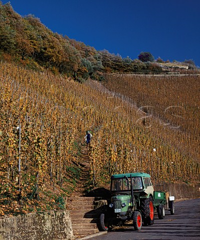 Harvesting Riesling grapes for Weingut Moselschild   in early November in the Wrzgarten vineyard   rzig Germany     Mosel