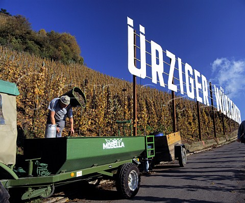 Harvesting Riesling grapes for Weingut Moselschild   in early November in the Wrzgarten vineyard   rzig Germany Mosel
