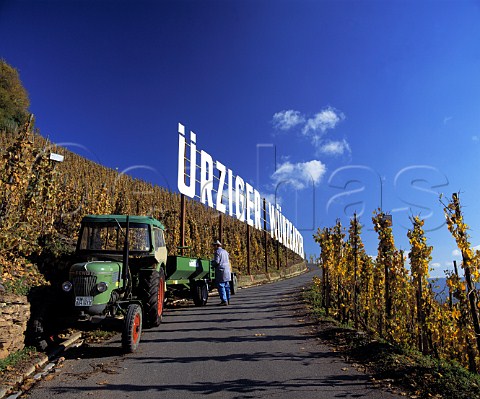 Harvesting Riesling grapes for Weingut Moselschild   in early November in the Wrzgarten vineyard   zig Germany     Mosel