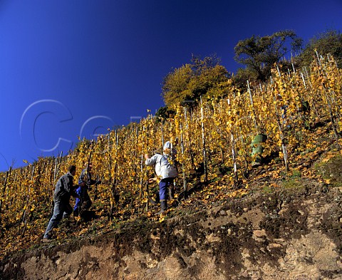 Harvesting Riesling grapes for   Weingut Moselschild in the Wrzgarten vineyard rzig Germany   Mosel