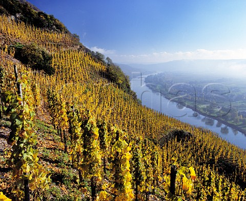 Autumnal Riesling vines in the Wrzgarten vineyard   above the Mosel at rzig  on the far bank is the   village of Erden Germany     Mosel