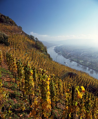 Riesling vines in the Wrzgarten vineyard above the   Mosel at rzig with Erden on the far bank of the   river       Germany      Mosel