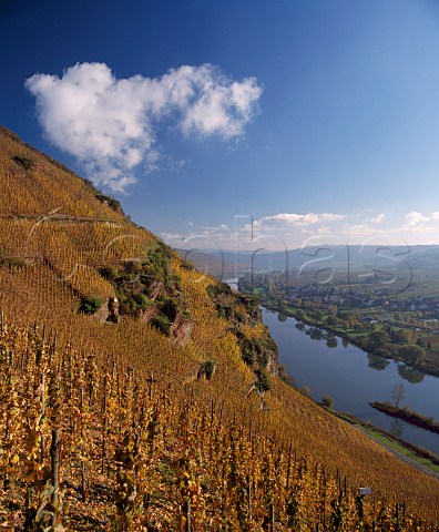 Riesling vines in early November in the Wrzgarten   vineyard above the Mosel at rzig the village of   Erden is on the far bank     Germany  Mosel
