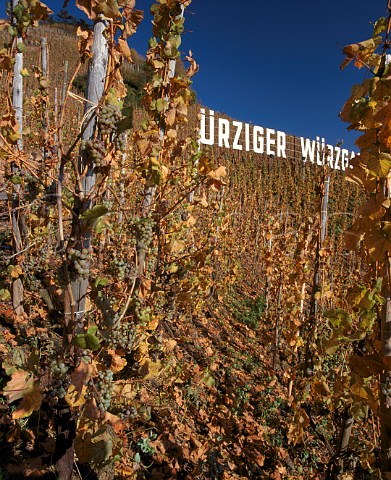 Riesling grapes await picking in early  November on the morning of the first frost  Wrzgarten vineyard rzig Germany  Mosel