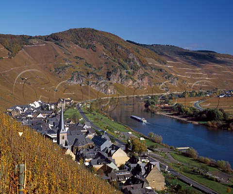 Early November and the first frost of the autumn has  browned the leaves in the Wrzgarten vineyard above rzig with the Pralat and Treppchen vineyards of Erden in distance Germany  Mosel