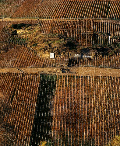 The steep Juffer Sonnenuhr vineyard in November after the leaves have been turned brown by frost  Brauneberg Germany   Mosel