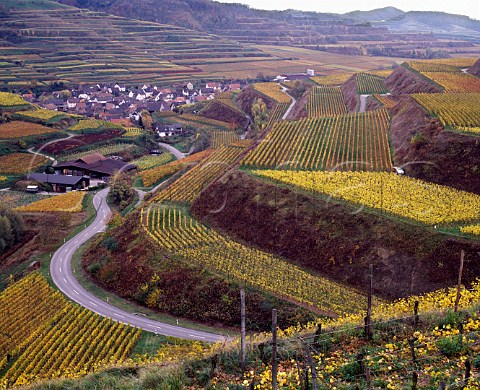 Terraced vineyards on the slopes of the Kaiserstuhl   above Oberbergen Baden Germany   Kaiserstuhl