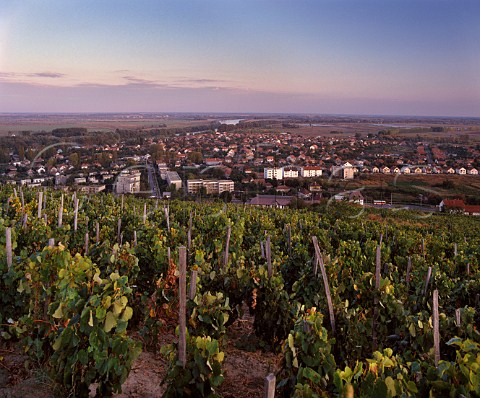 Vineyards above the town of Tokaj with the Bodrog River in distance  Hungary