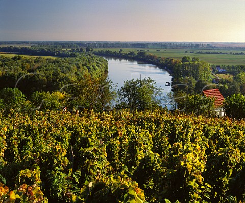Vineyard above the Tisza River near its  confluence with the Bodrog River Tokaj Hungary  Tokaji