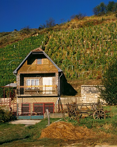 Traditional house at foot of steep vineyard Tokaj Hungary  Tokaji