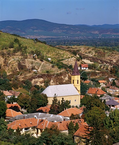 Vineyards above the town of Tokaj at the edge of the Danube Plain Hungary   Tokaji
