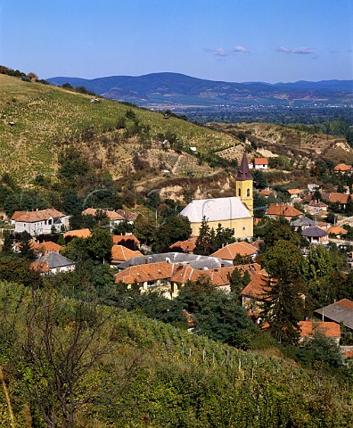 Vineyard above Tokaj on the edge of the Danube Plain   and at the confluence of the Tisza and   Bodrog Rivers          Hungary   Tokaji