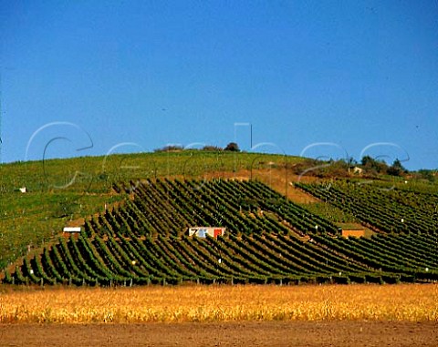 Vineyards at Md near Tokaj Hungary  Tokaji