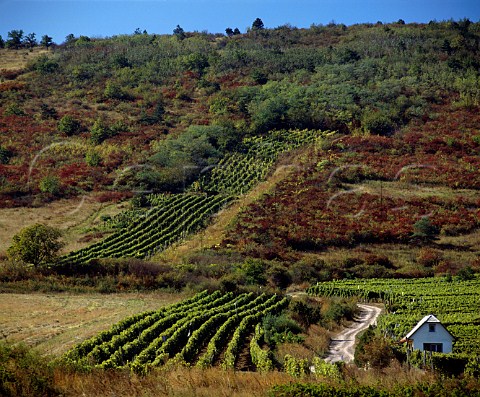 Vineyards near Tallya Hungary  Tokaji  Tokaj
