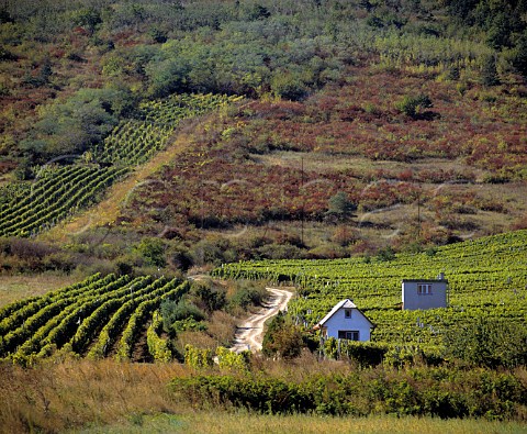 Vineyards at Tallya near Tokaji Hungary   Tokaj