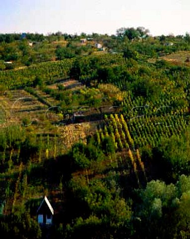 Small vineyards on hillside at Eger Hungary      Home of the famous Bulls Blood