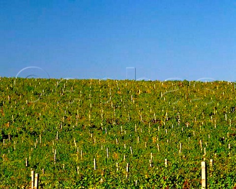 Vineyard near Eger Hungary