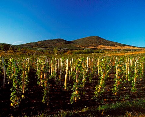 Vineyard at Domoszl Hungary  Mtraalja