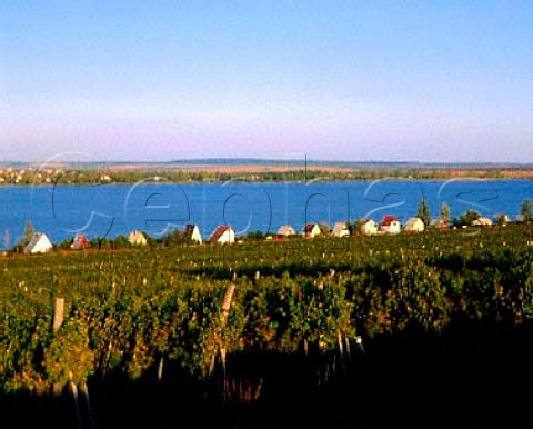 Vineyards by lake at Markaz east of Gyongyos   Hungary Matraalja District