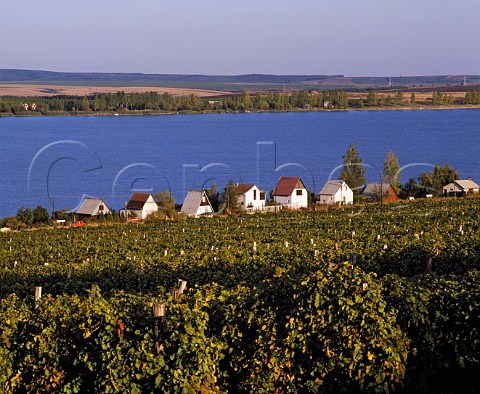 Vineyards by lake at Markaz east of Gyngys   Hungary   Mtraalja District