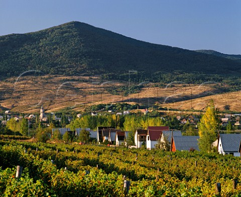 Vineyard and houses at Markaz east of Gyngys Hungary Mtra