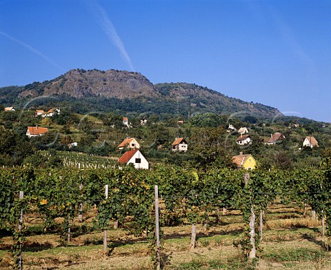 Vineyards at Kisapati on the slopes of one of the    extinct volcano stumps in the Badacsony area on the   north shore of Lake Balaton Hungary