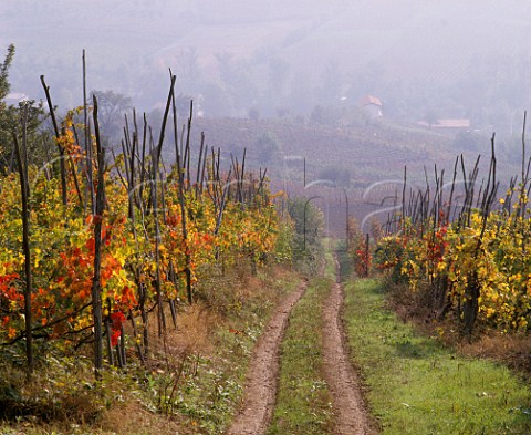 Autumnal vineyards above Santa Maria della Versa Lombardy Italy   Oltrep Pavese
