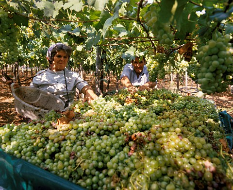 Harvesting Trebbiano grapes for La Cantina Sociale   di Ortona Ortona Abruzzi Italy   Trebbiano dAbruzzo