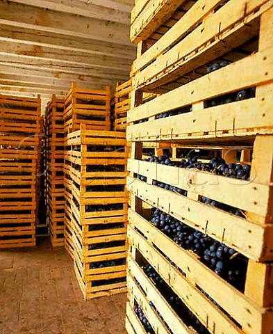 Drying grapes for Amarone and Recioto in a loft of   Masi   Gargagnano Veneto Italy