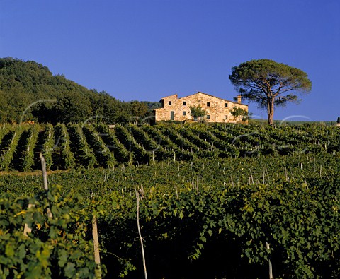 House in vineyard of Selvapiana Pontassieve   Tuscany Italy     Chianti Rufina