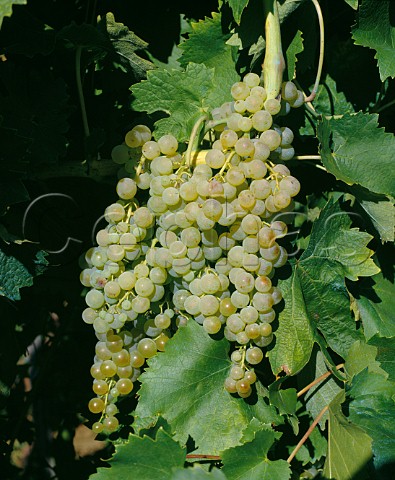 Trebbiano Toscana grapes