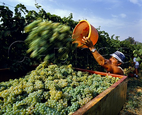 Harvesting Chardonnay grapes of Terre Rosse   Zola Predosa near Bologna Emilia Romagna Italy