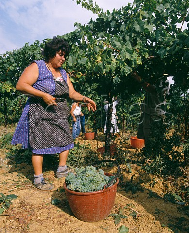 Harvesting Chardonnay grapes in vineyard of Terre Rosse Zola Predosa near Bologna EmiliaRomagna Italy
