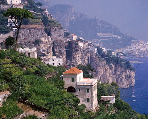 Vines and citrus groves on the cliffs near Amalfi   Campania Italy