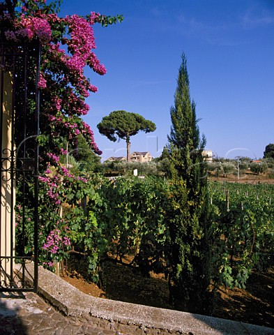 Bouganvillea covered entrance to vineyard at Velletri Lazio Italy  Velletri