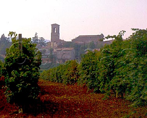 Vineyard at Torgiano Umbria Italy