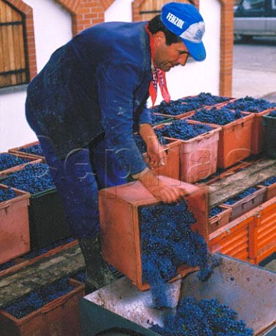 Unloading harvested Nebbiolo grapes at winery of   Aldo Conterno Monforte dAlba Piemonte Italy     Barolo