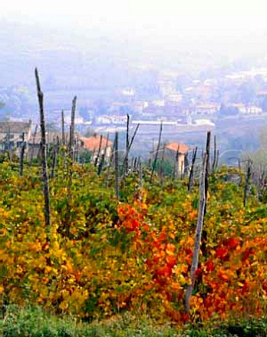 Vineyards above Santa Maria della Versa   Lombardy Italy   Oltrep Pavese