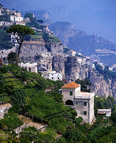 Vines and citrus trees above the sea near Amalfi   Campania Italy