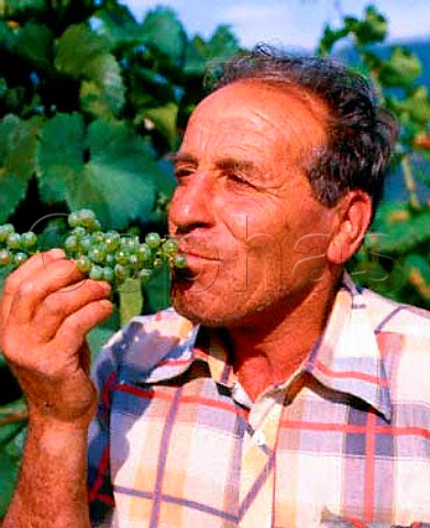 Tasting Pinot Bianco grapes at harvest time  Selvapiana Pontassieve Tuscany Italy