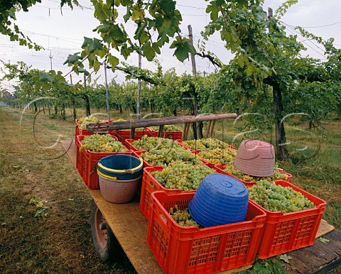 Harvested grapes in vineyard near Bologna  EmiliaRomagna Italy  Albana di Romagna