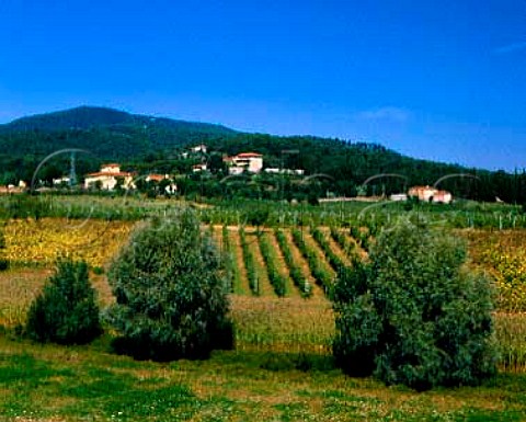 Vines olives and sunflowers near   Ponti agli Stolli Tuscany Italy   Chianti Colli Fiorentini