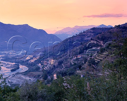 Terraced vineyards on valley side near Ventimiglia Liguria Italy   Rossese di Dolceacqua