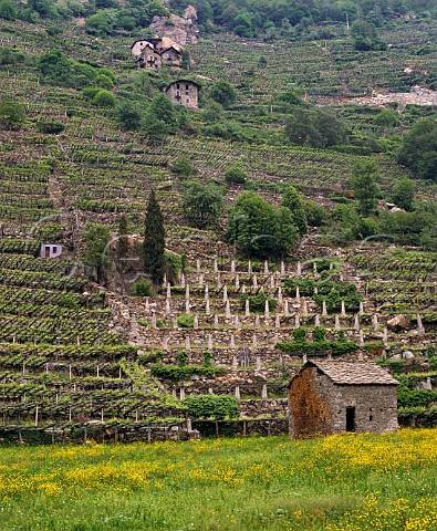 Terraced Picotener vineyard the local name for Nebbiolo   Donnas Valle dAosta Italy