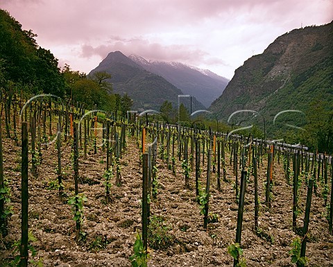 Vineyard at Arvier Valle dAosta Italy  Enfer dArvier